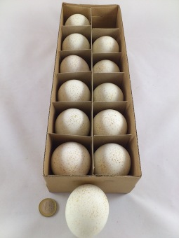 Turkey egss 12 p.